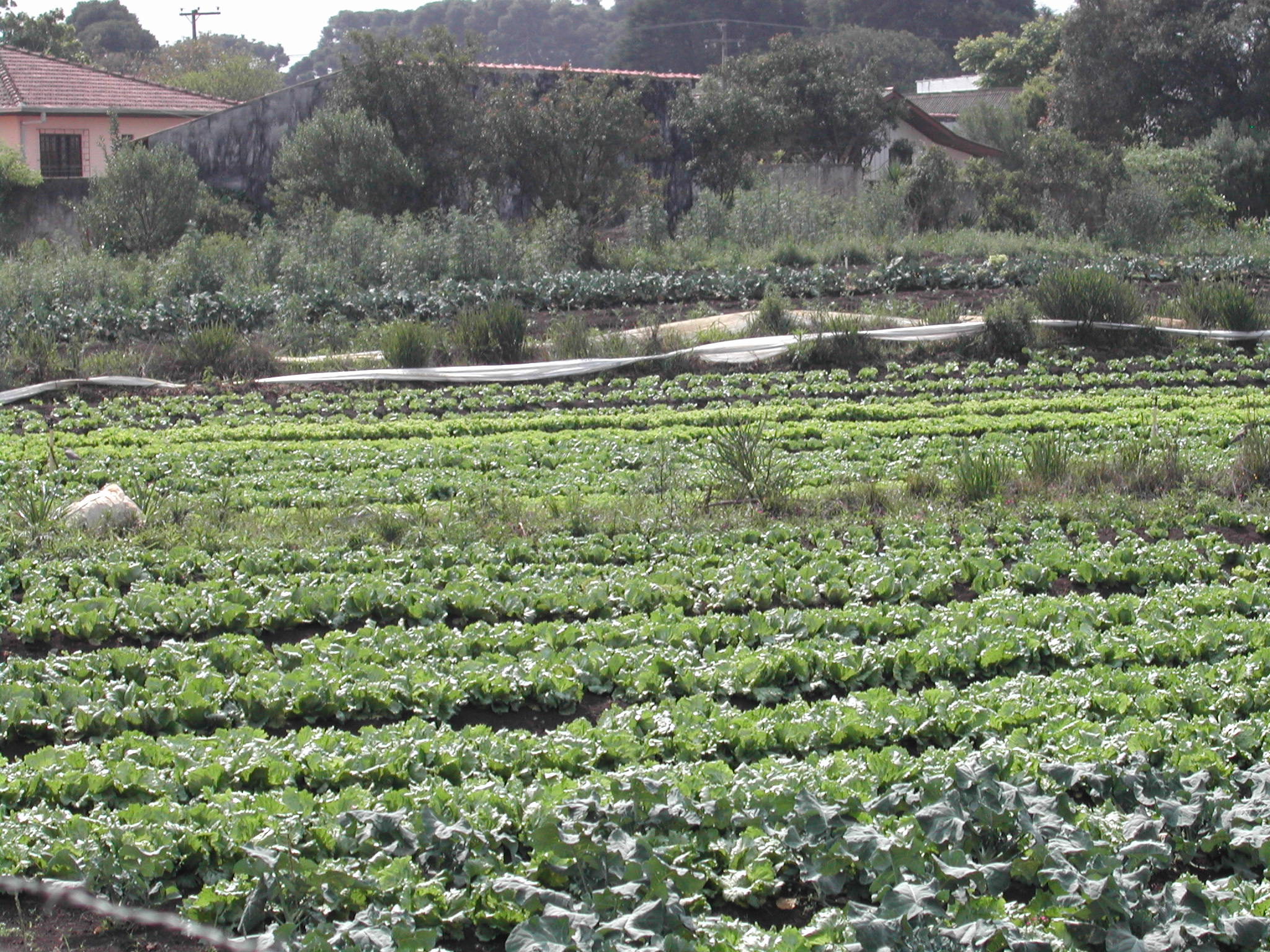 PROPRIEDADE DE CINTURO VERDE COM VERDURAS EM ADUBAO ORGNICA - MAIS BACTRIAS PATOGNICAS LANADAS NOS SUPERMERCADOS E NO ESTMAGO DO CONSUMIDOR - PQR-RMCTBA-PR-BR,2004.